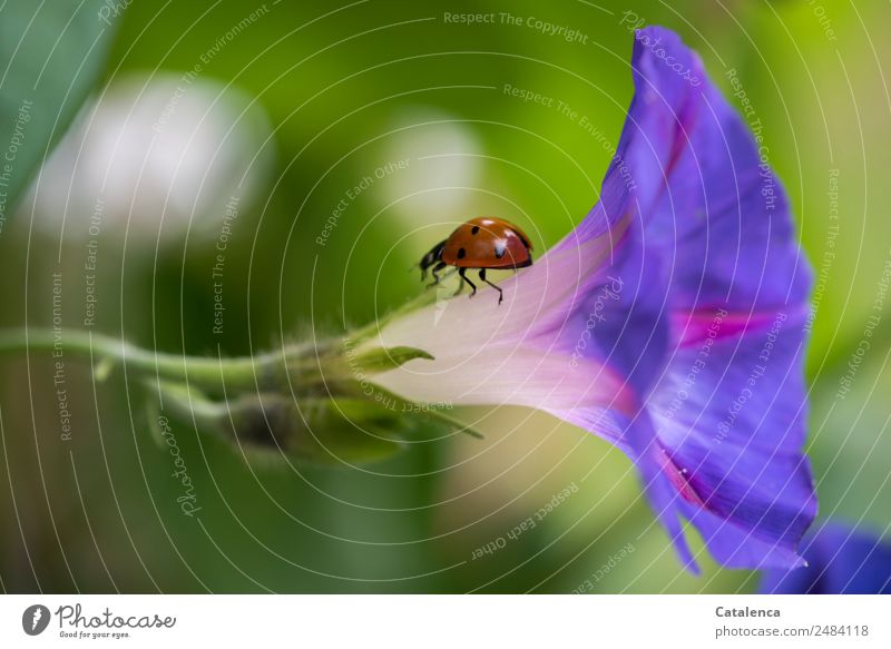 Back again, ladybug on the flower of the funnel vine Nature Plant Animal Summer Flower Leaf Common morning glory Creeper Beetle Ladybird Insect 1 Blossoming