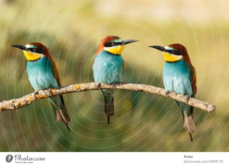 Three birds perched on a branch Exotic Beautiful Freedom Friendship Nature Animal Bird Bee Glittering Feeding Bright Wild Blue Yellow Green Red White Colour