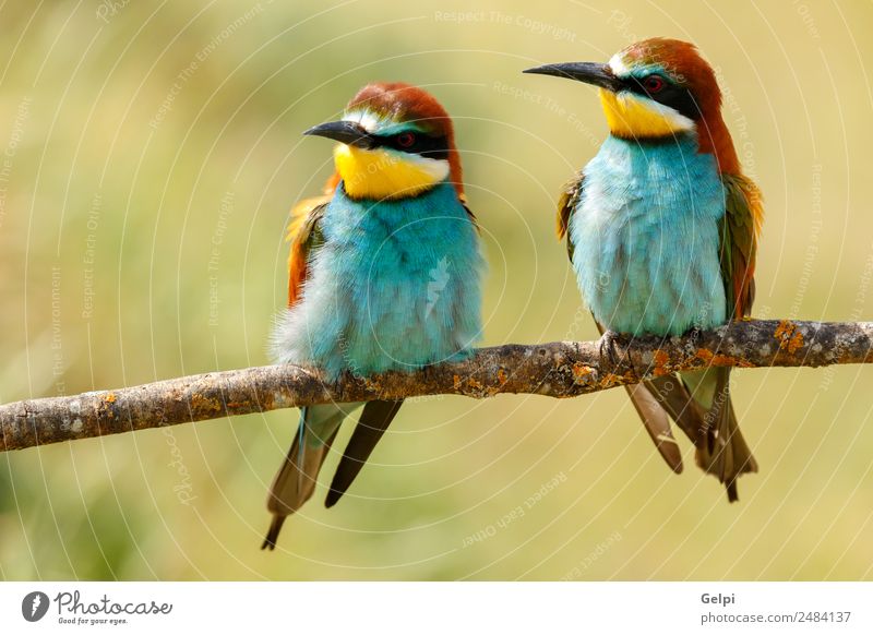 Portrait of a colorful bird Eating Beautiful Couple Environment Nature Animal Bird Bee Love Wild Blue Green Black White Colour wildlife bee-eater Thailand