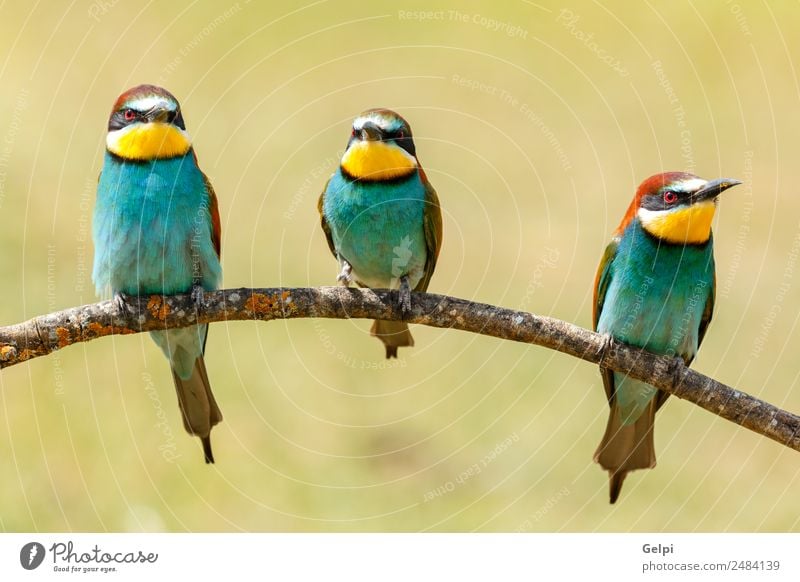 Three birds perched on a branch Exotic Beautiful Freedom Friendship Nature Animal Bird Bee Glittering Feeding Bright Wild Blue Yellow Green Red White Colour