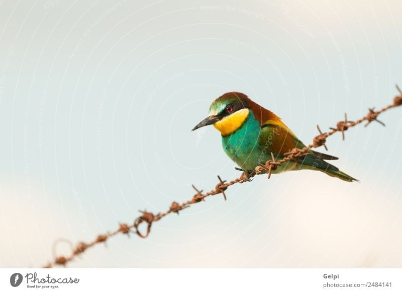Portrait of a colorful bird Exotic Beautiful Freedom Environment Nature Animal Sky Park Bird Bee Love Small Wild Blue Yellow Green Red Colour Attachment