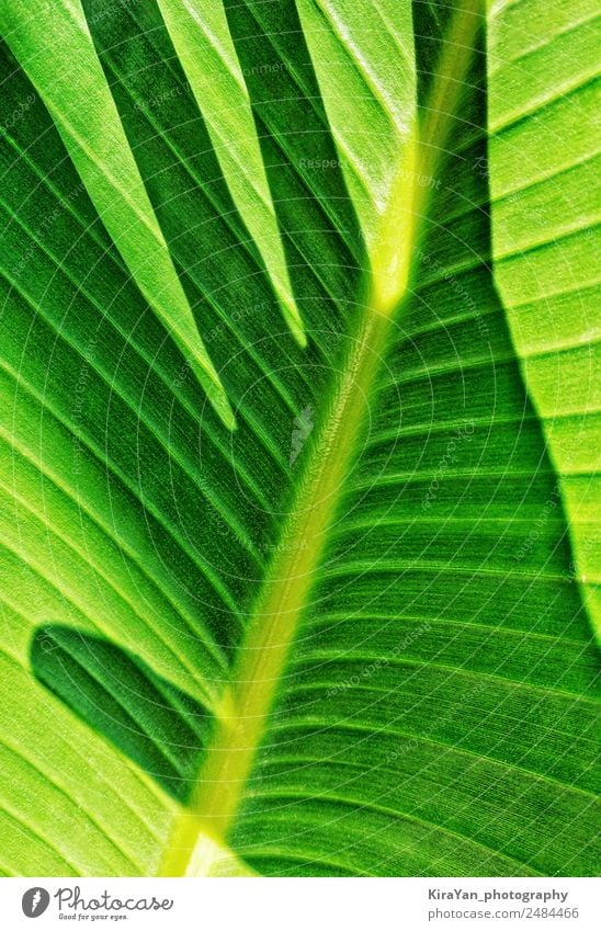 Close Up macro natural texture pattern of palm leaf Lifestyle Joy Save Health care Wellness Spa Leisure and hobbies Feasts & Celebrations Human being Feminine