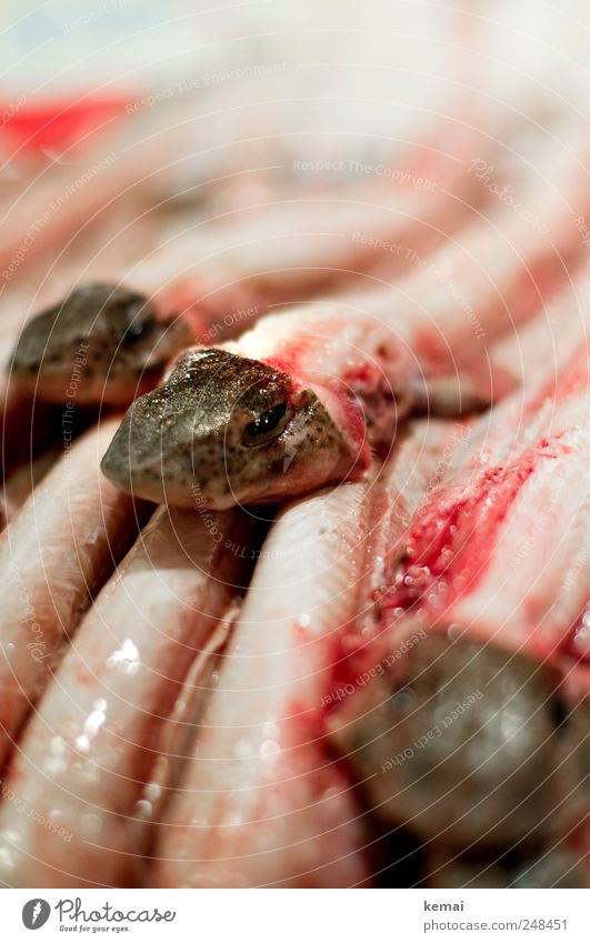 fish heads Food Fish Seafood Nutrition Market stall Fish market Animal Farm animal Animal face Head Lie Disgust Fresh Bright Slimy Death Stack Colour photo