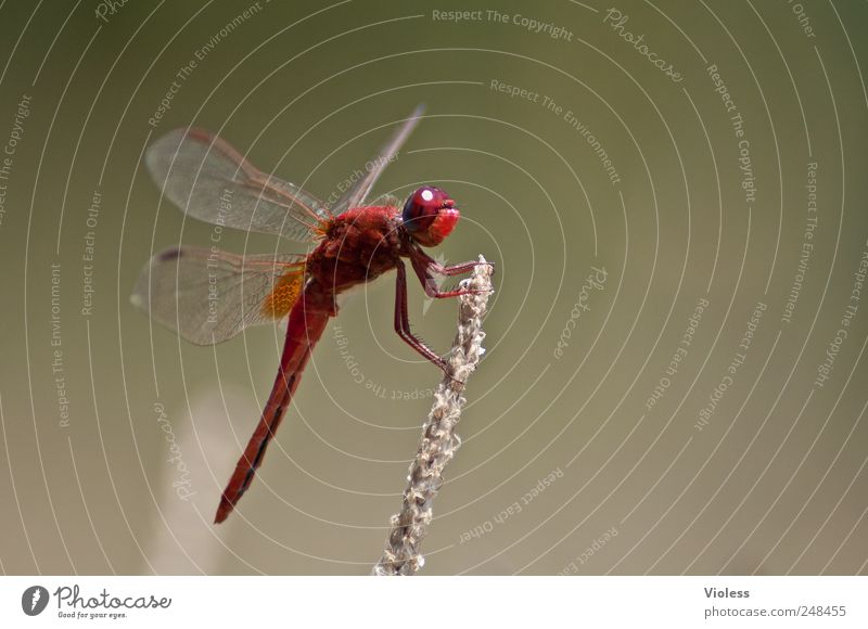 Red Love Nature Animal 1 Sit Dragonfly Sympetrum dragonfly water dragonflies Big dragonfly hide Colour photo Exterior shot Macro (Extreme close-up)