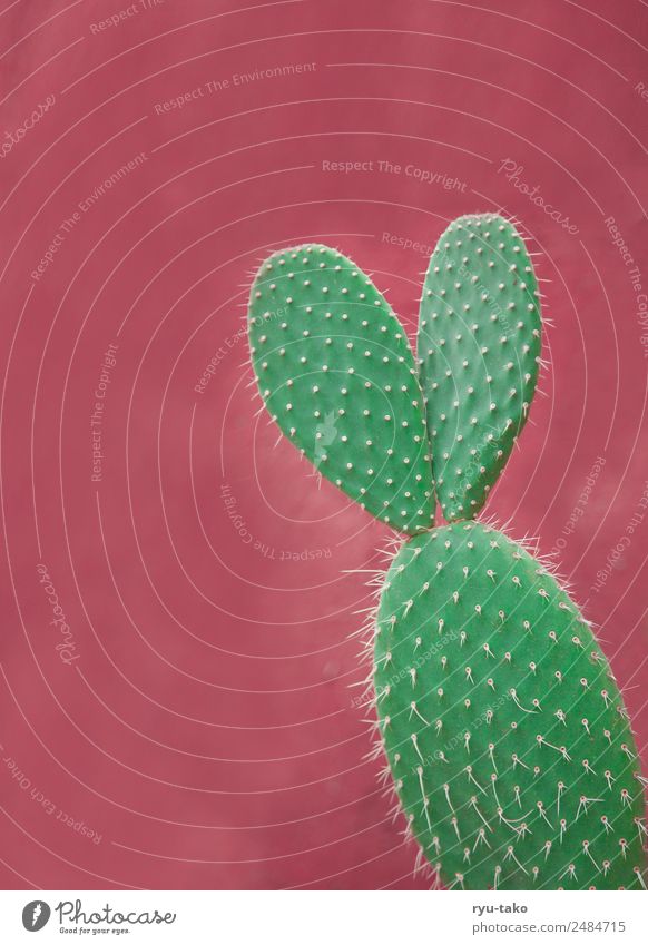Cactus with ears Summer Sun Plant Foliage plant Exotic Esthetic Exceptional Kitsch Cute Beautiful Green Pink Spine Point Ear Hare & Rabbit & Bunny Individual