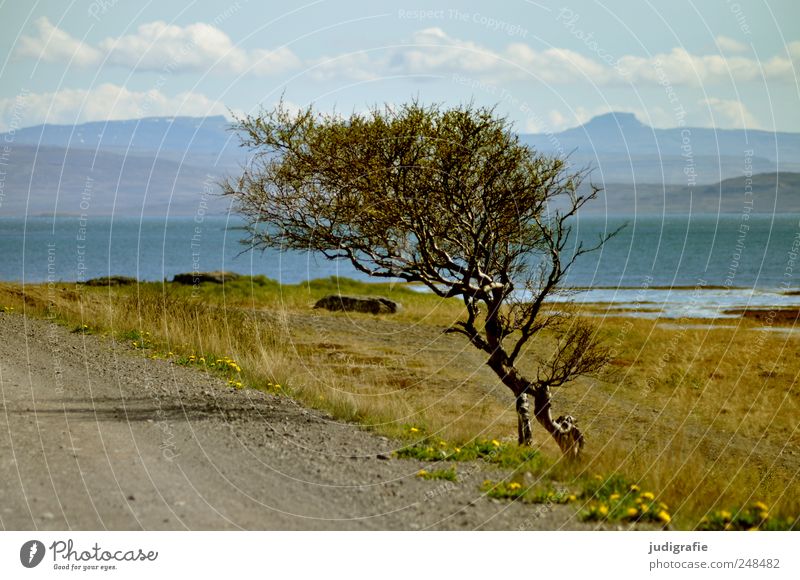 Iceland Environment Nature Landscape Plant Tree Hill Mountain Fjord Ocean Lanes & trails Growth Natural Wild Adjustment Wind cripple Colour photo Exterior shot