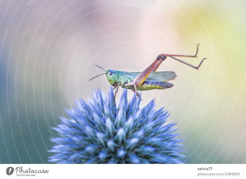 Strange grasshopper yoga. Nature Plant Animal Summer Flower Blossom Thistle Garden Locust Insect 1 Exceptional Above Point Thorny Esthetic Ease Perspective