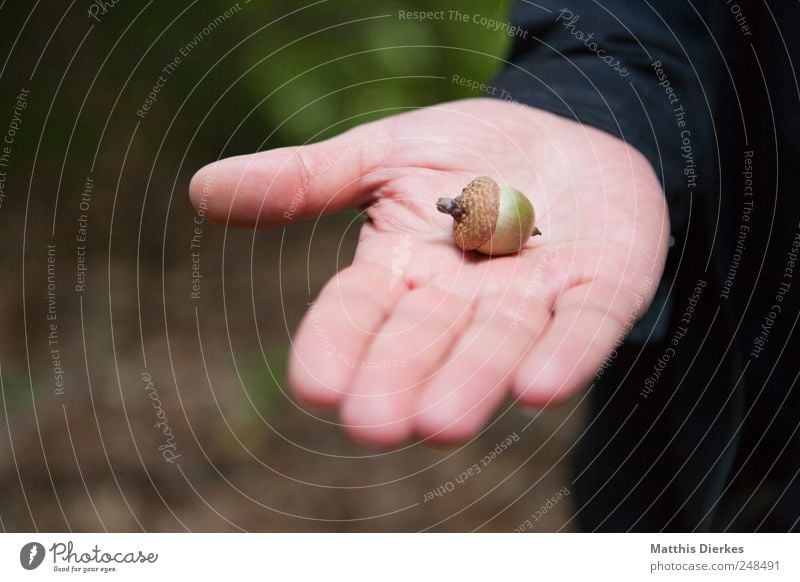 glans Environment Esthetic Acorn Nut Common walnut Hand Indicate To hold on Retentive Undo Explain Interpretation Nature Teacher Professional training Biology