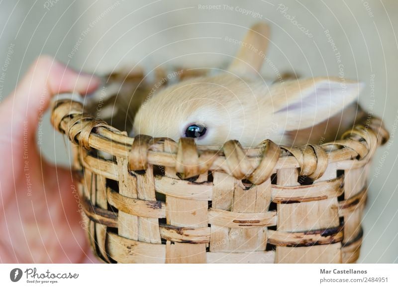 Little rabbit in wooden basket Happy Beautiful Easter Feminine Hand Nature Animal Spring Pet Farm animal Animal face 1 Baby animal Cuddly Small Cute Soft Brown