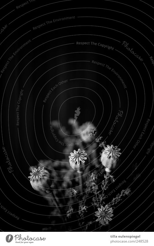 B/W Plant Bouquet Dark Black Poppy Poppy capsule Lavender Gray Flower arrangement Eerie Black & white photo Interior shot