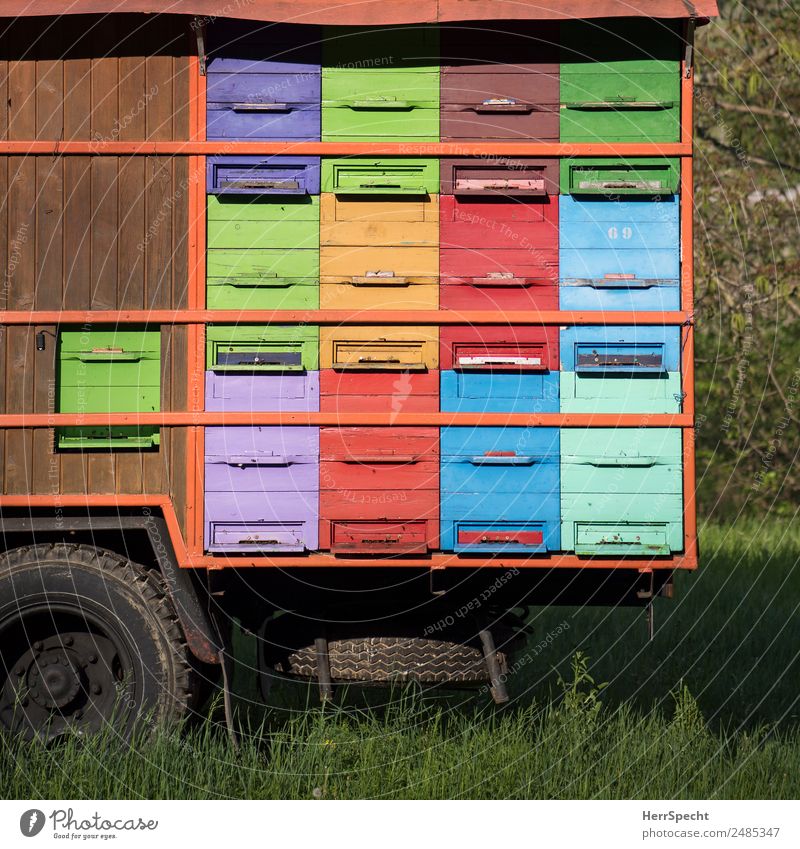 honey bees To Go Environment Nature Summer Beautiful weather Grass Bushes Truck Bee Exceptional Multicoloured Bee-keeping Honey bee Beehive Mobility