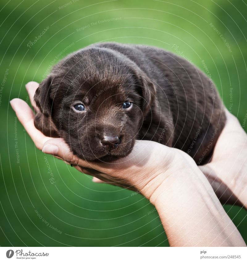 dog in hand Eyes Hand Fingers Dog Pelt Puppy Labrador 1 Animal Baby animal Small Brown Green Safety (feeling of) Love of animals Fear Beautiful High-maintenance