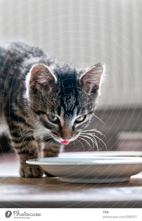 Schleck schlabber Animal Pet Cat 1 To feed Feeding To enjoy Illuminate Kitten Cat's tongue Whisker Milk Plate Saucer Lick Graceful Timidity Be confident