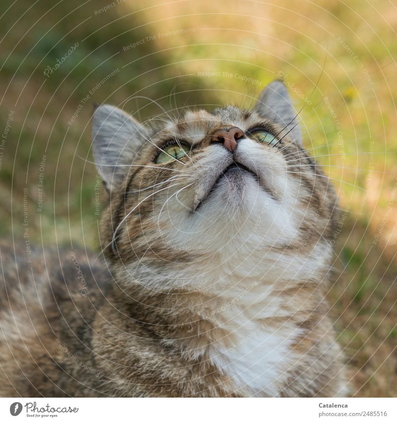 When will it rain? Cat looks up to the sky Plant Animal Summer Grass Garden Pet 1 Observe Sit pretty Brown Green White Curiosity cat portrait Colour photo