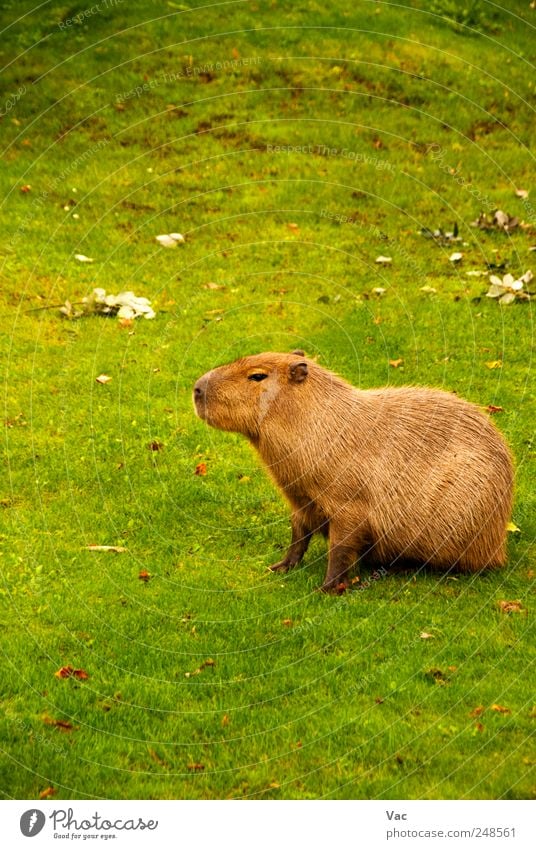 Capybara Nature Animal Grass 1 Large Wild Brown Mammal Rodent Zoology Herbivore Colour photo Exterior shot Deserted Day Central perspective Animal portrait