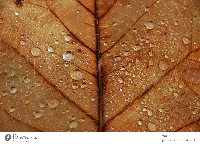 Leaf Environment Nature Plant Water Drops of water Autumn Brown Gold Colour photo Close-up Detail Macro (Extreme close-up) Deserted Morning Dawn Day