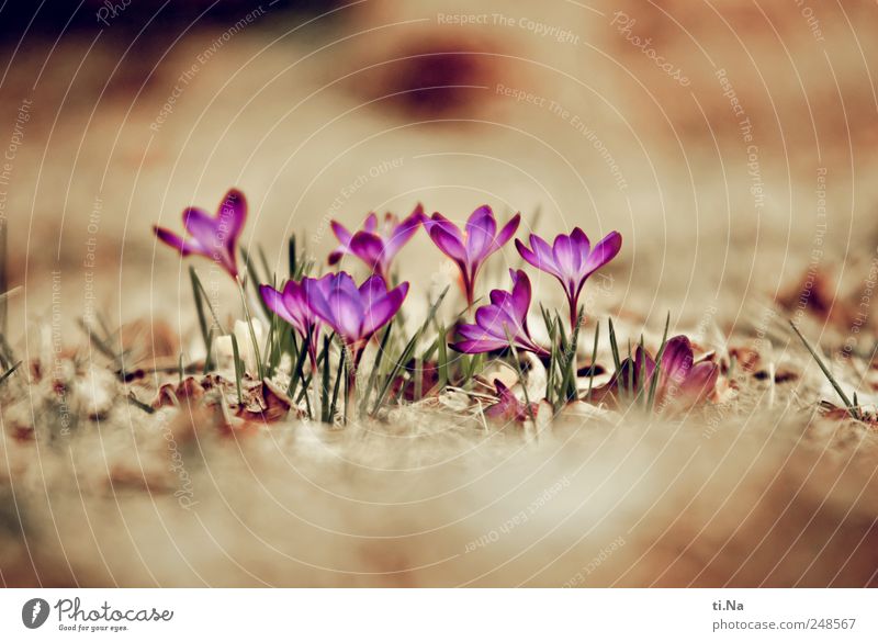 take care Plant Spring Leaf Blossom Crocus Blossoming Fragrance Growth Bright Beautiful Spring fever Colour photo Close-up Deserted Copy Space top