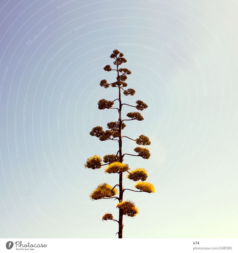agave Environment Nature Plant Sky Cloudless sky Exotic Agave blossom Blossoming Tall Blue Yellow Colour photo Subdued colour Exterior shot Deserted