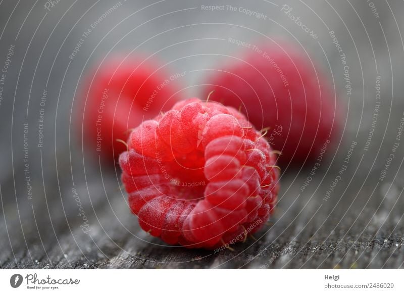 delicious raspberries Food Fruit Raspberry Wood Lie Esthetic Simple Fresh Healthy Small Delicious Natural Gray Pink Red 3 Colour photo Multicoloured