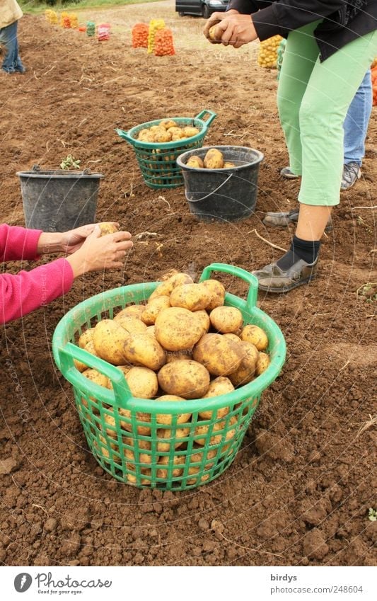Harvesting potatoes by hand. Everyone pitches in on the field. Sustainability Potato harvest Organic farming Teamwork Field labour Agriculture