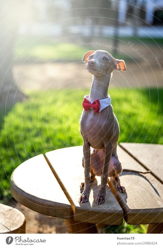 Little italian greyhound dog Happy Beautiful Friendship Nature Animal Pet Dog 1 Friendliness Happiness Funny Cute Brown Emotions Joy Safety (feeling of) Love