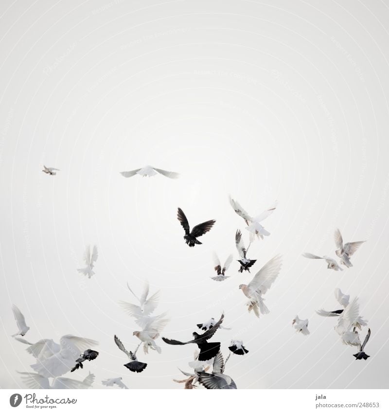 wings of love Feasts & Celebrations Sky Animal Bird Pigeon Flock Flying Colour photo Exterior shot Deserted Copy Space right Neutral Background Day