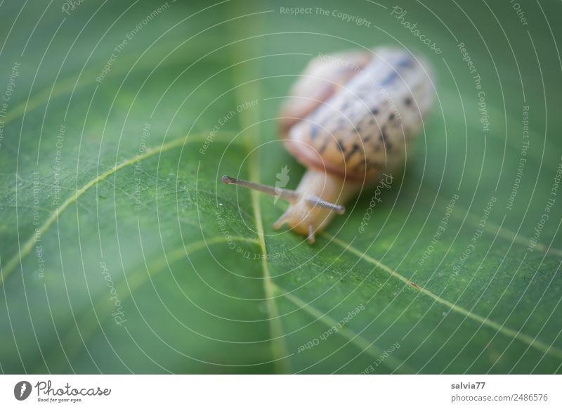 Speed | Screw speed Nature Plant Leaf Leaf green Rachis Animal Snail Feeler Mollusk 1 Slimy Brown Green Calm Protection Symmetry Lanes & trails Target Slowly