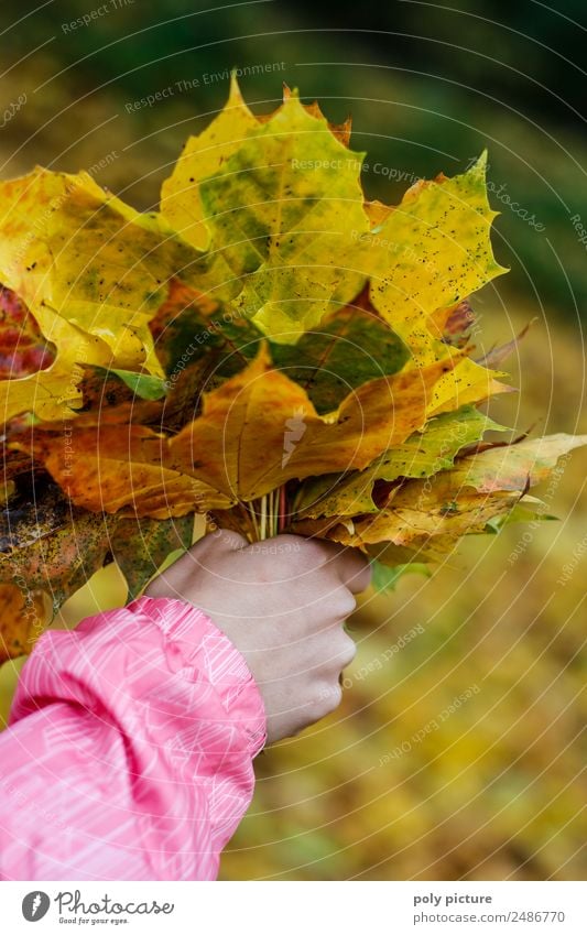 A child's hand holds a bouquet of leaves Child Toddler Family & Relations Infancy Youth (Young adults) Hand 3 - 8 years 8 - 13 years Environment Nature