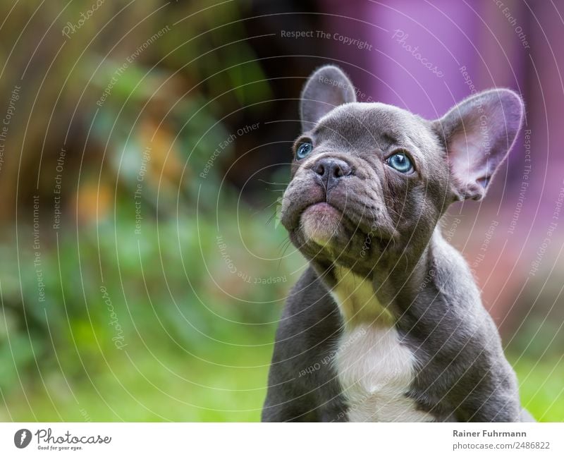 a very young French Bulldog Animal Pet Dog 1 Baby animal Sit naturally Curiosity Trust Friendship Love Love of animals "Pet French Bulldoge" Colour photo