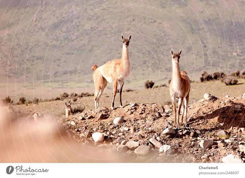 guanacos Exotic Safari Expedition Summer vacation Mountain Environment Nature Landscape Elements Sand Drought Fjord Desert Andes Stone Stony Lichen Cactus