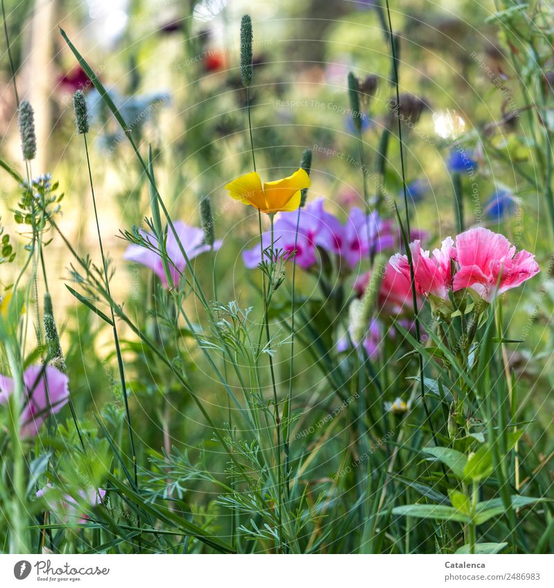 Colorful, flowers of a flower meadow Nature Plant Summer Beautiful weather Flower Grass Leaf Blossom Wild plant Poppy blossom Mallow plants field clarion weed