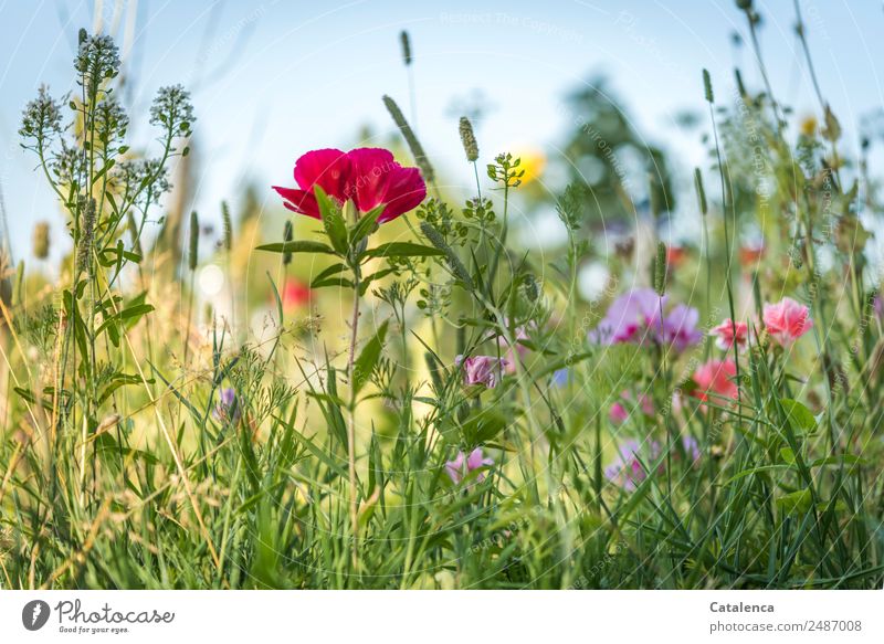 Summer flowers; flowers of the flower meadow Nature Plant Cloudless sky Beautiful weather Flower Grass Leaf Blossom Wild plant Poppy Phlox Cowslip plants Garden