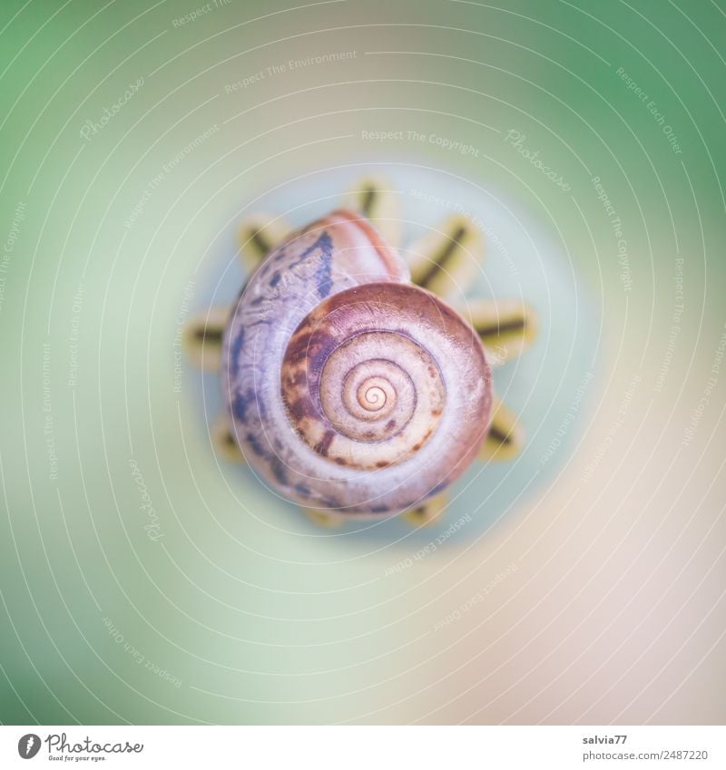 round Design Harmonious Calm Art Animal Snail Snail shell Esthetic Round Brown Gold Green Center point Break Perspective Protection Spiral Structures and shapes