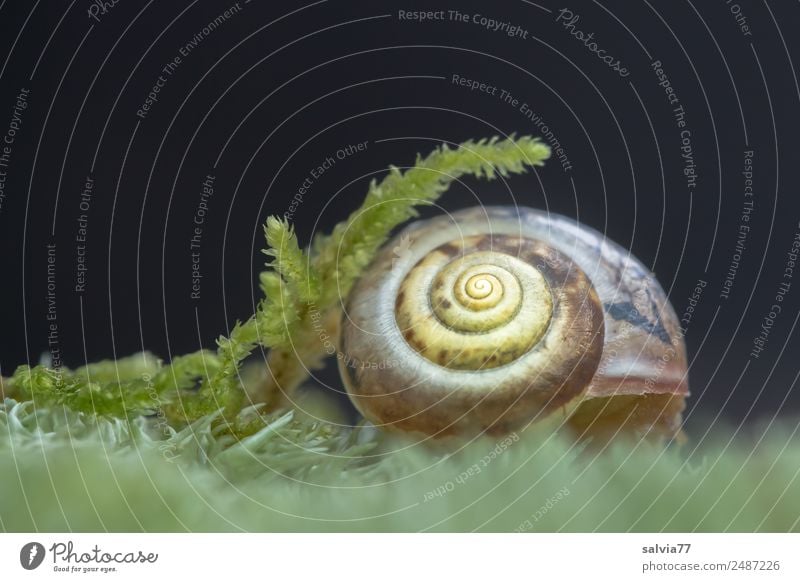 Secure Environment Nature Plant Moss Animal Snail Snail shell 1 Protection Symmetry Spiral Soft Safety (feeling of) Delicate Contrast Structures and shapes