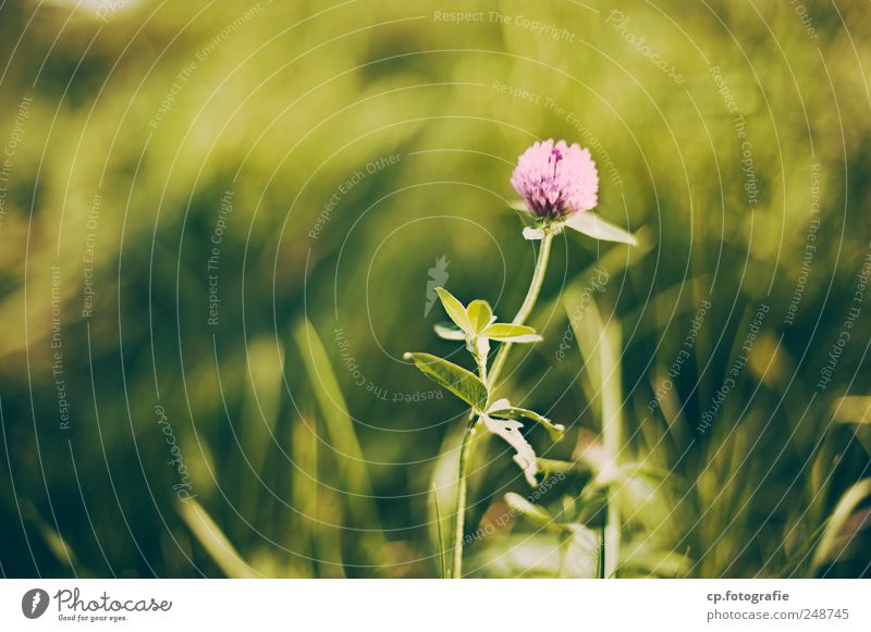 standalone Spring Summer Beautiful weather Plant Blossom Foliage plant Garden Park Meadow Calyx Spring fever Day Shallow depth of field