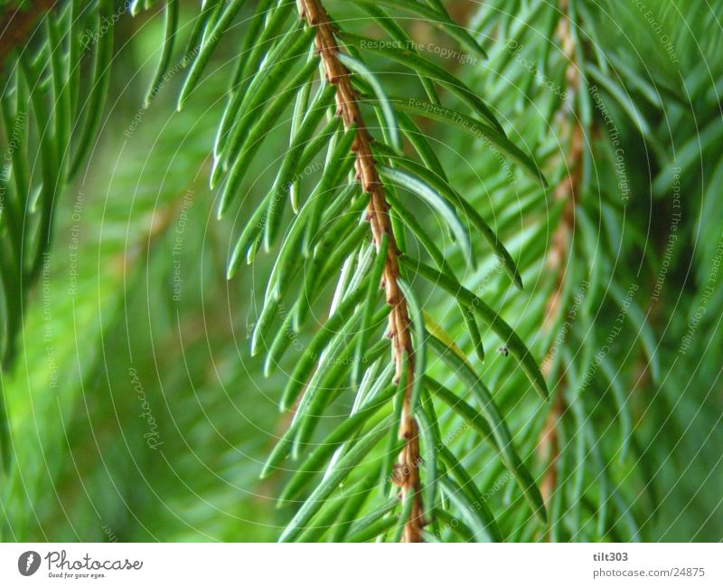 green green needles fir tree