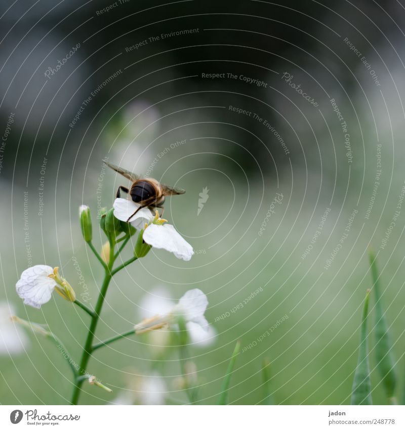 the industrious. Nature Plant Animal Flower Field Bee 1 Natural Diligent Insect Collection Copy Space right Animal portrait