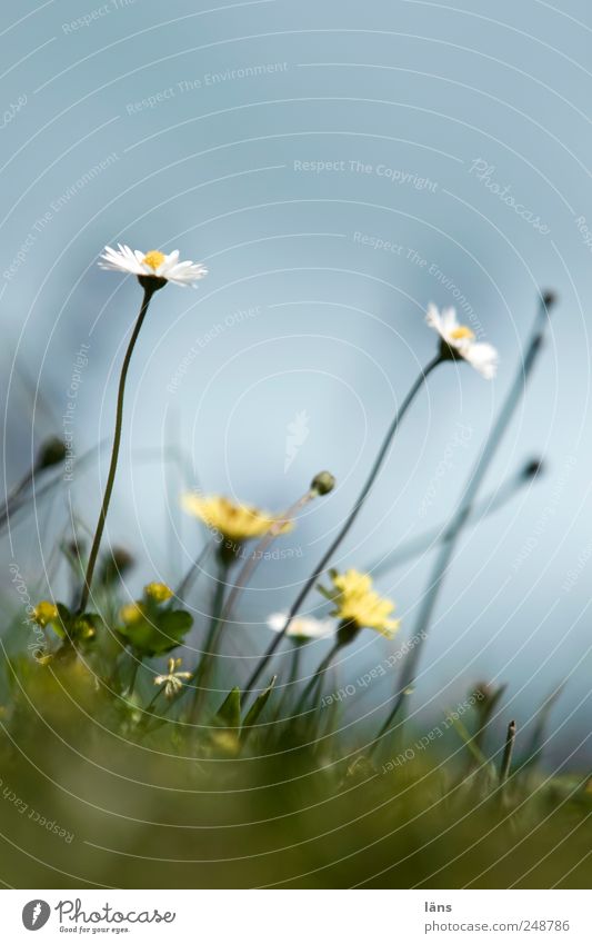 long neck Environment Plant Sky Summer Grass Meadow Green Daisy Colour photo Exterior shot Deserted Copy Space top Shallow depth of field