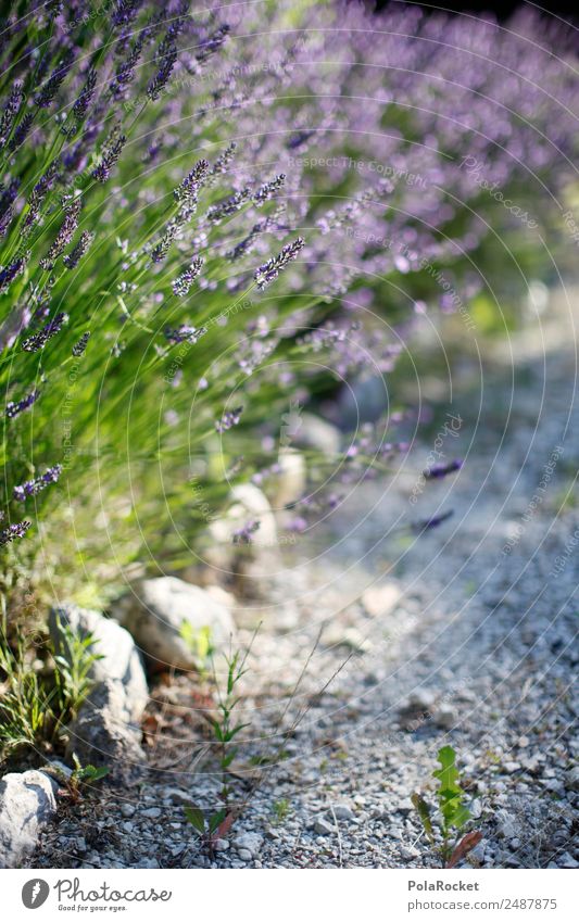 #A# Purple Way Environment Nature Landscape Plant Climate Beautiful weather Garden Park Esthetic Wayside Lavender Lavender field Lavande harvest Violet Idyll