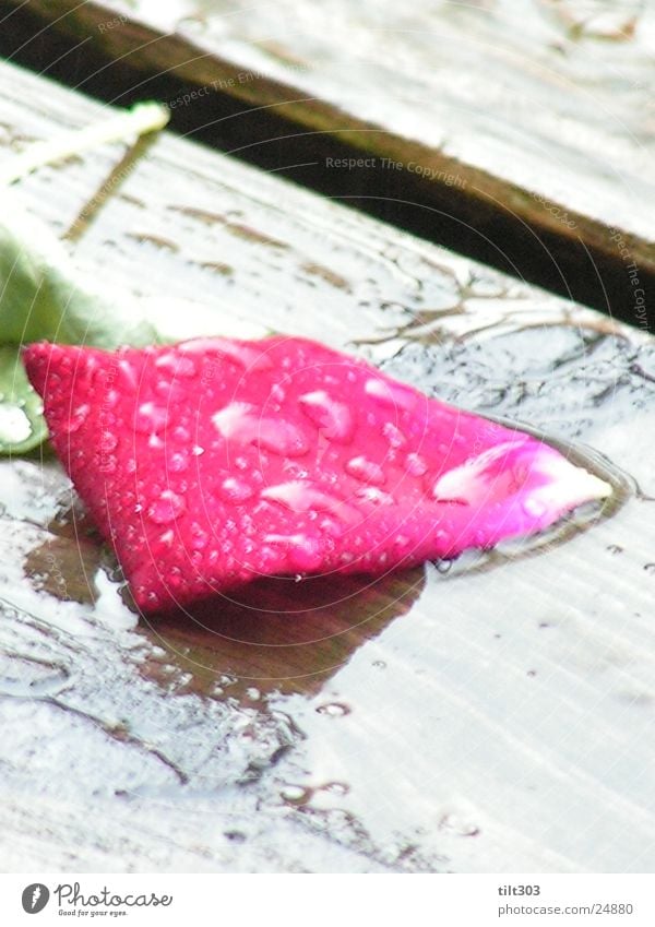 Rose petal in the rain