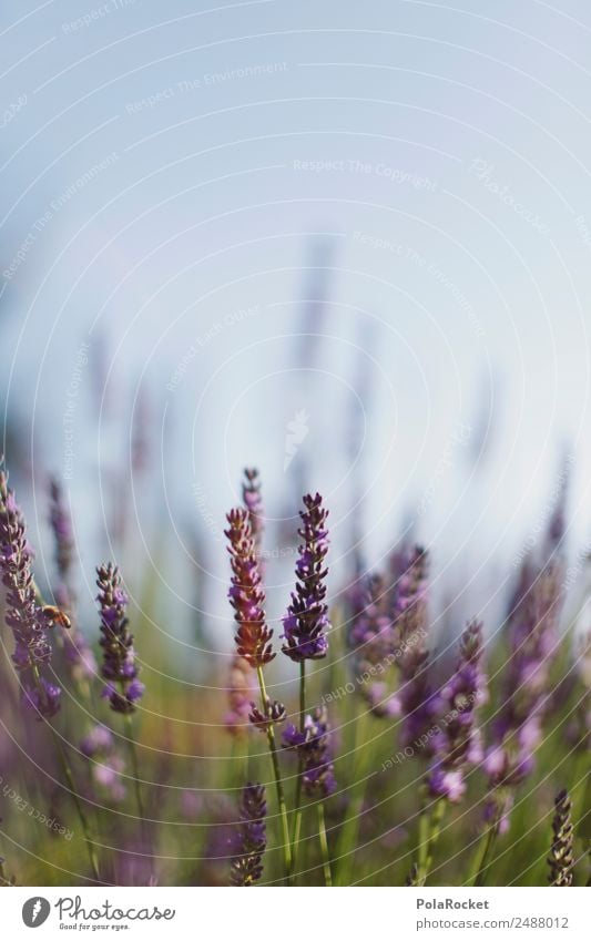 #A# Close to Nature Environment Landscape Plant Esthetic Flower Blossoming Green pastures Violet Lavender Lavender field Lavande harvest Provence France