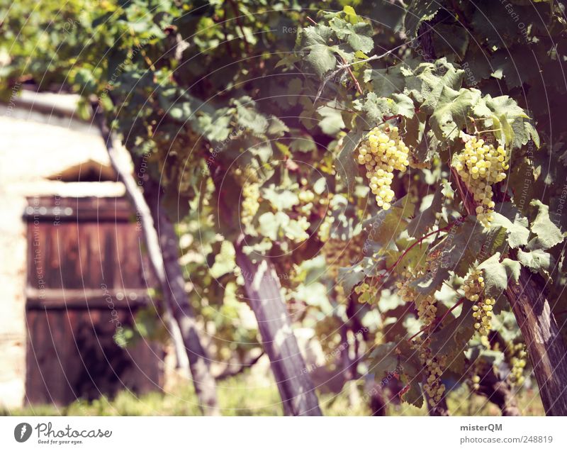 Winery. Environment Esthetic Vine Vineyard Bunch of grapes Grape harvest Wine cellar Wine growing Italy Quality Wine press Green Colour photo Subdued colour