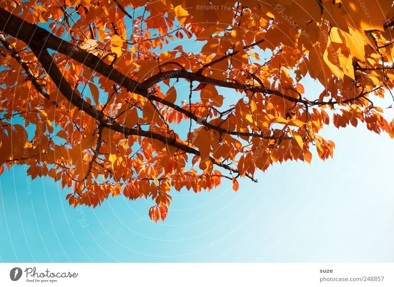 Colourful Environment Nature Sky Cloudless sky Clouds Autumn Weather Beautiful weather Tree Leaf Illuminate Old Esthetic Natural Blue Gold Autumn leaves