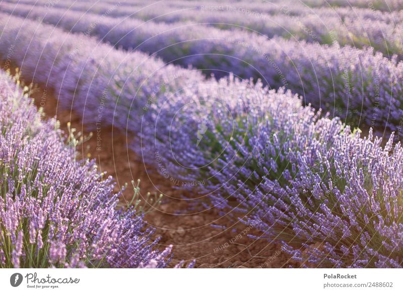 #A# Purple Fields Art Esthetic Lavender Lavender field Lavande harvest Provence France Violet Blossoming Green pastures Idyll Fragrance Spring Agriculture