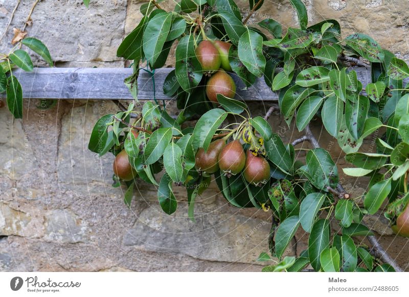 pears Pear Tree Fortress Pear tree Garden Healthy Healthy Eating Green Autumn Background picture Agriculture Food Nature Natural Fruit Plant Red Growth Summer