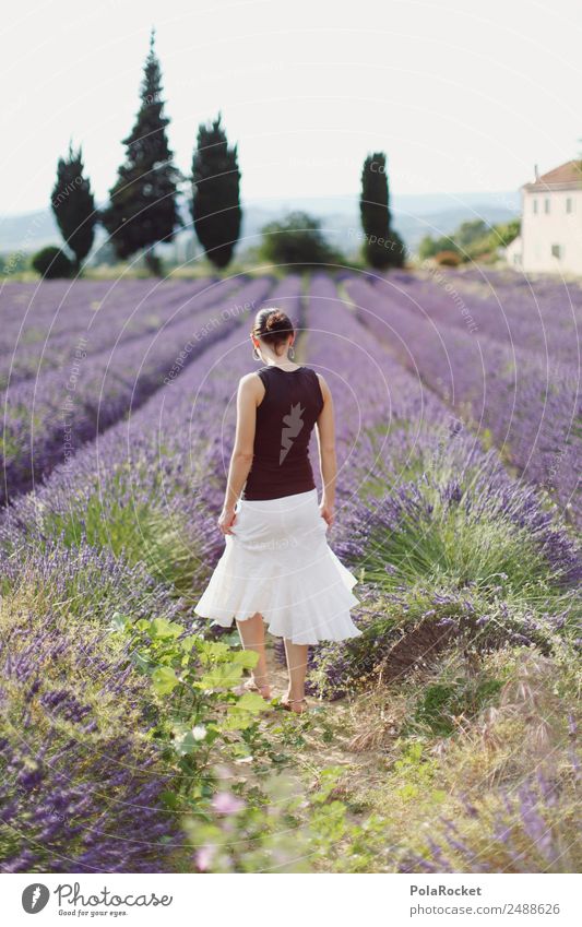 #A# Excursion to Provence Environment Nature Landscape Plant Esthetic Lavender Lavender field Lavande harvest Violet Blossoming Green pastures Woman