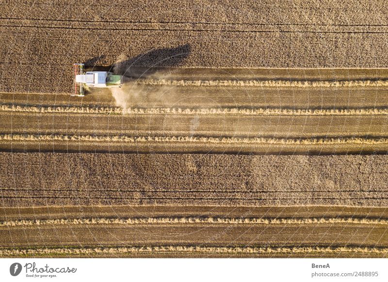 A combine harvester is harvesting grain crops on a cornfield in the evening sun seen from above Aerial Aerial View Agriculture Barley Cereal Corn Drone Drought