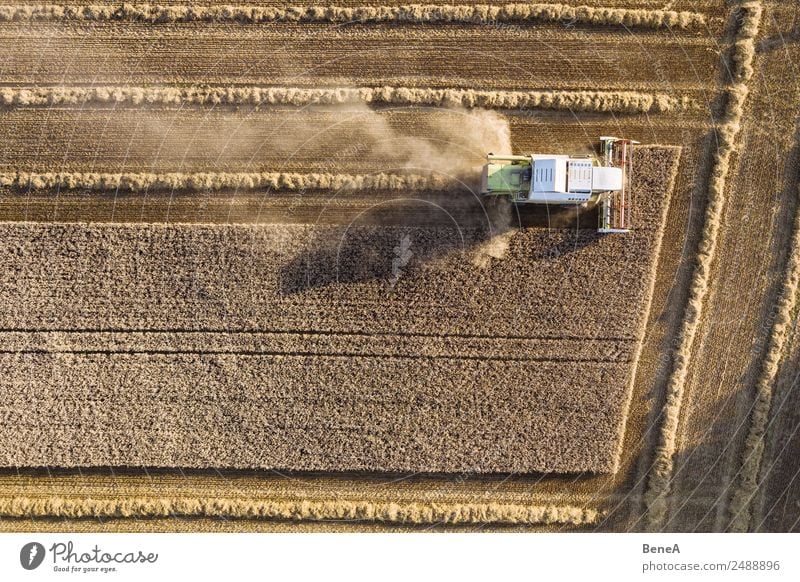A combine harvester is harvesting grain crops on a cornfield in the evening sun seen from above Aerial Aerial View Agriculture Barley Cereal Corn Drone Drought
