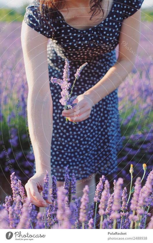 #A# Picking lavender Art Environment Nature Landscape Plant Esthetic Lavender Lavender field Lavande harvest Harvest Girl Woman Dress Feminine Delicate Decent