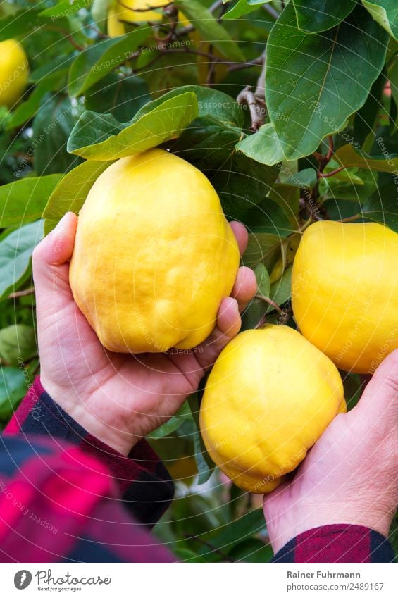 a man reaps ripe quinces Masculine Hand 1 Human being Autumn Tree "Fruit tree Quince" Garden Work and employment Yellow Contentment Idyll Nature hobby free time